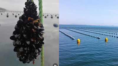 İstanbul'daki gıda zehirlenmesi ve kaçak midye gerçeği