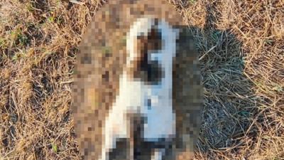 Mersin'de kedinin işkenceyle öldürüldüğü iddiasına soruşturma