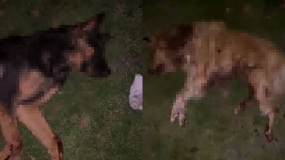 Samsun’da 9 köpek tabanca ile vurularak öldürüldü, Valilik açıklama yaptı