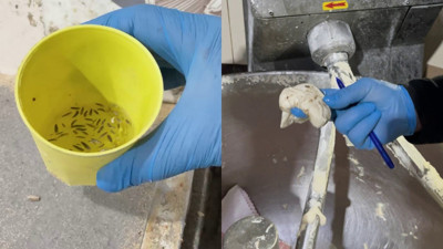 Fırın denetiminde mide bulandıran görüntüler: Zabıta böcek çeşitlerini saymakla bitiremedi