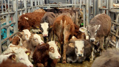 Urla'da şap karantinası: Hayvan hareketleri durduruldu