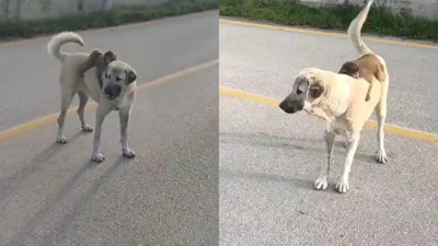 Sırtında maymun gezdiren köpek ilgi odağı oldu