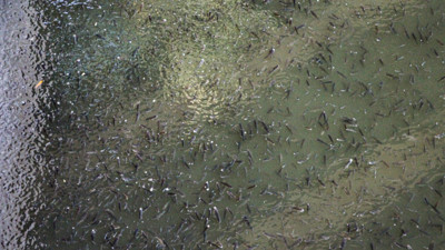 Seyhan Nehri'nde balık ölümleri