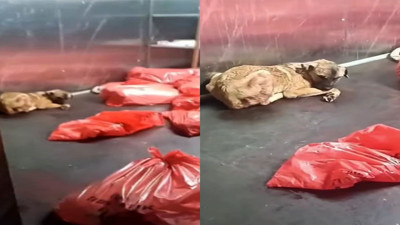 ABB'den 'sokak köpekleri öldürülüp çöp poşetine kondu' iddiaları sonrası soruşturma