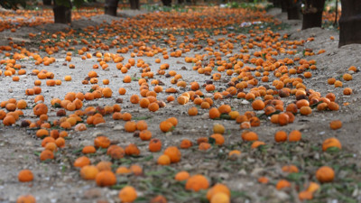 Çiftçi dalından bedavaya vermeye razı oldu! Mandalina bahçelerinde toprak turuncuya döndü