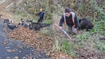 Ava giderken avlanıyorlardı! Yaban domuzunu vurup köpeklerine parçalattılar