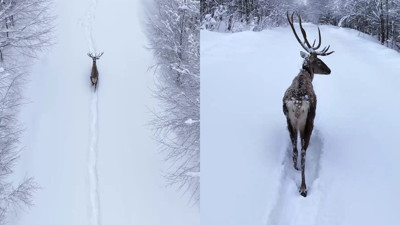 Karların arasında süzülen kızıl geyik havadan görüntülendi