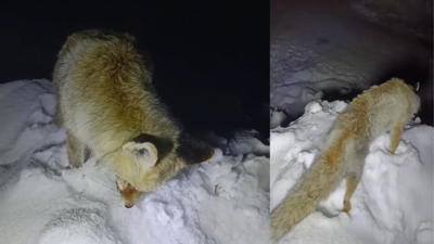 Yüksekova'da Sibirya soğukları: Tilki ayakta dondu!