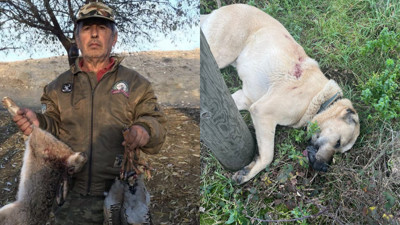Kangal cinsi köpeği av tüfeğiyle vurarak öldürdüğü iddia edilen şüpheli tutuklandı