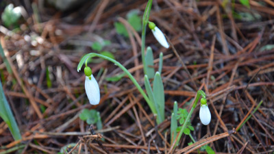 Koruma altındaki kardelenleri koparmanın cezası dudak uçuklatıyor