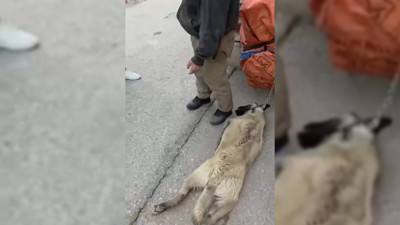 Ankara'da kamyonetin arkasına köpeği bağlayıp sürükleyen sürücü gözaltına alındı