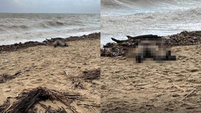 Sarımsaklı sahiline kadın cesedi vurdu