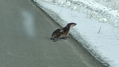 Nesli tehlike altında! Su samuru Ardahan’da kara yoluna indi