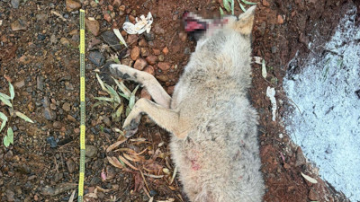 Fethiye'de aracın çarpması sonucu ölen kurt, TÜBİTAK projesine ışık tutacak