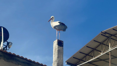 15'inci buluşma için geri sayım! Yaren leyleğin eşi geldi kendisi hala ortalarda yok