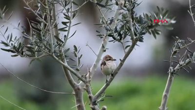 Hatay'da ilk kez Türkistan örümcekkuşu görüldü