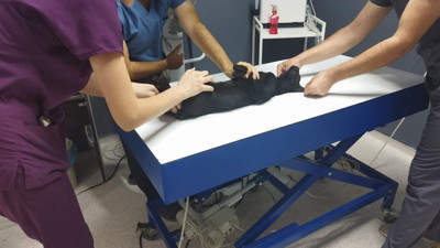 Sokak kedisini tüfekle öldüren şüpheliye 5 ay hapis