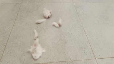 Adıyaman'da parçalanmış halde yavru kedi bulundu