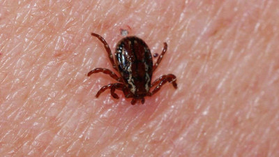 Sivas'ta kene can aldı