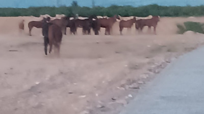 Malatya'da çiftlikten kaçan atlar ekipleri alarma geçirdi