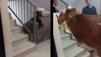 Kurbanlık boğa 6 katlı binanın terasında kesildi