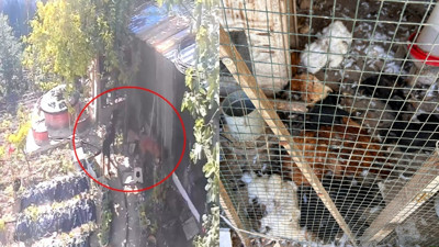 Kümese giren sokak köpekleri 30 tavuğu öldürdü