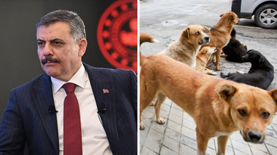 Bakan Çiftçi tarih verdi: Başıboş sokak köpeği sorunu sona erecek