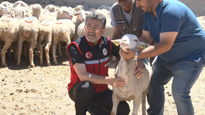 Küçükbaş hayvancılığa dev destek: "Bin 600 üreticimize toplam 160 bin küçükbaş hayvanı teslim edeceğiz"