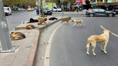Sokak köpeği saldırıları sonrası İçişleri harekete geçti! Belediye başkanlarına soruşturma izni