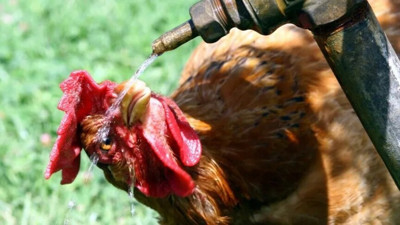 Aşırı sıcaklar Fransa’yı vurdu: 6 bin ton kümes hayvanı telef oldu