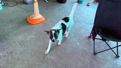 Tayland'da evcil köpek, eve el bombası getirdi