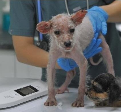 Bursa'da 'insanlık ölmüş' dedirten olay! Köpekleri çiftliğe kapatıp... - Resim: 3