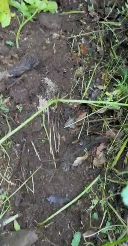 Bingöl'de yerin altından sesler duyuldu! Naci Görür'den açıklama - Resim: 5