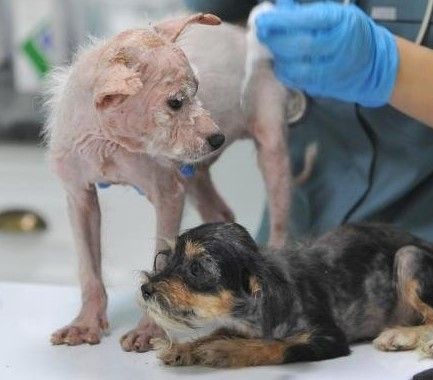 Bursa'da 'insanlık ölmüş' dedirten olay! Köpekleri çiftliğe kapatıp... - Resim: 4