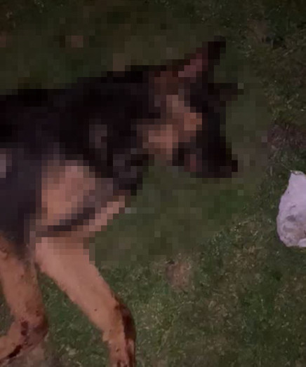 Samsun’da 9 köpek tabanca ile vurularak öldürüldü, Valilik açıklama yaptı - Resim : 2
