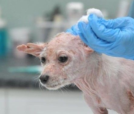 Bursa'da 'insanlık ölmüş' dedirten olay! Köpekleri çiftliğe kapatıp... - Resim: 14
