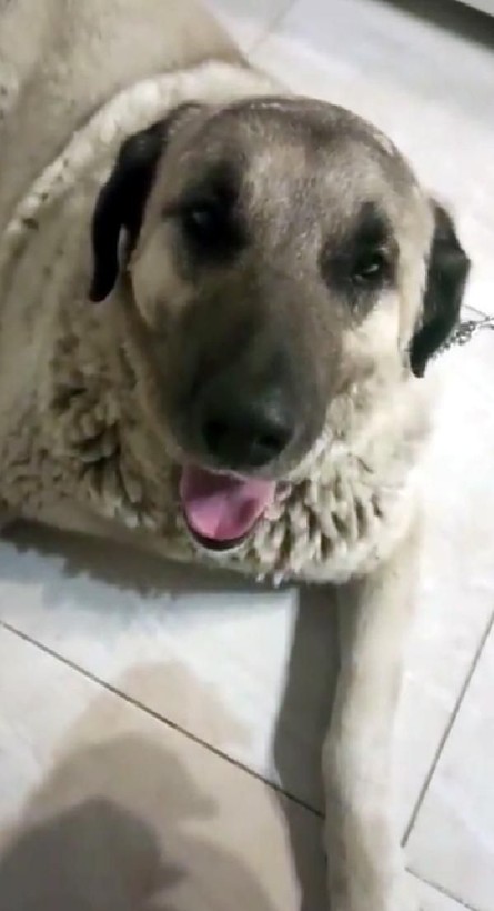 Ankara'da mide bulandıran olay! Köpek istismarcısı bakın nasıl yakalandı! - Resim: 4