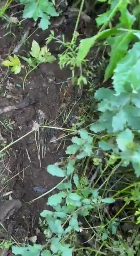 Bingöl'de yerin altından sesler duyuldu! Naci Görür'den açıklama - Resim: 3