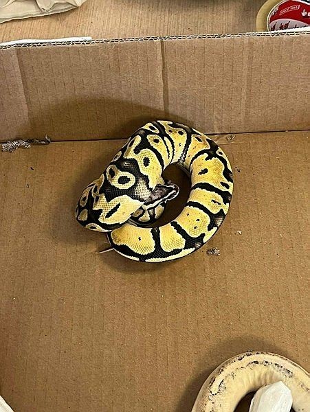 Yavru pitonları kadın çorabının içine gizlenmişler! Sınır kapısında pes dedirten olay - Resim: 6