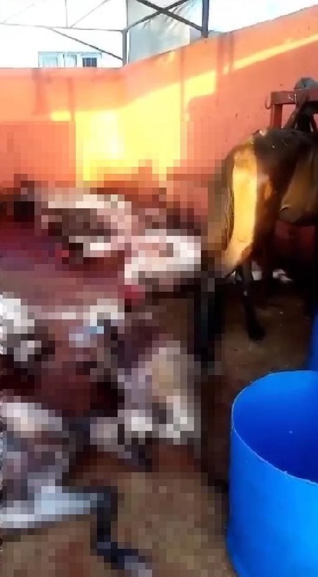 Adana'da eşek kesimi! 2 şüpheli yakalandı - Resim: 2