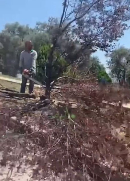 Akbelen'de 'çevreci' olanlar Bornova'da sustu! CHP'li belediye ağaç katliamı yaptı - Resim : 4
