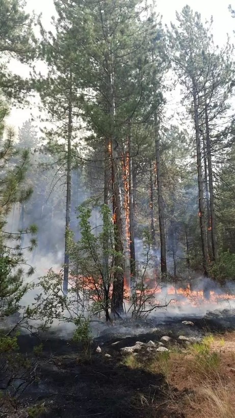 Bolu, Antalya, Denizli, Ankara ve Eskişehir’de orman yangını - Resim: 12