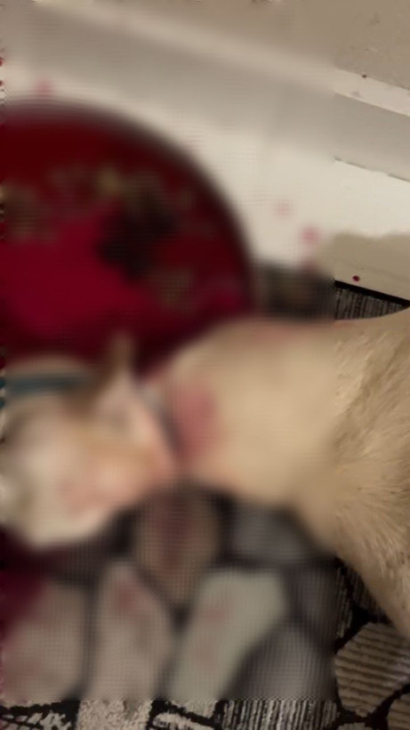 Bursa’da şaman ayini! Evinde keçi ve horoz kesti; gözaltına alındı - Resim: 5