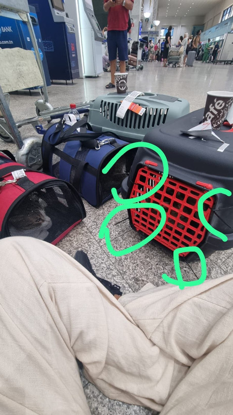 Tunus dönüşü uçakta kaybolan kedi için suç duyurusu - Resim: 4