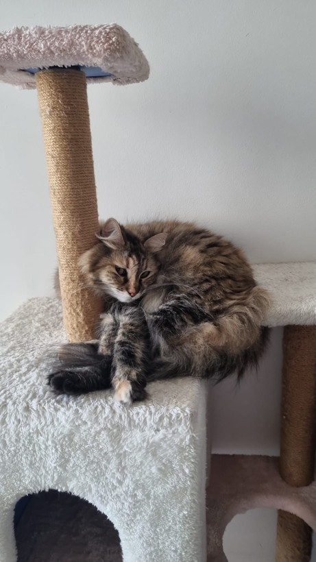 Tunus dönüşü uçakta kaybolan kedi için suç duyurusu - Resim: 1