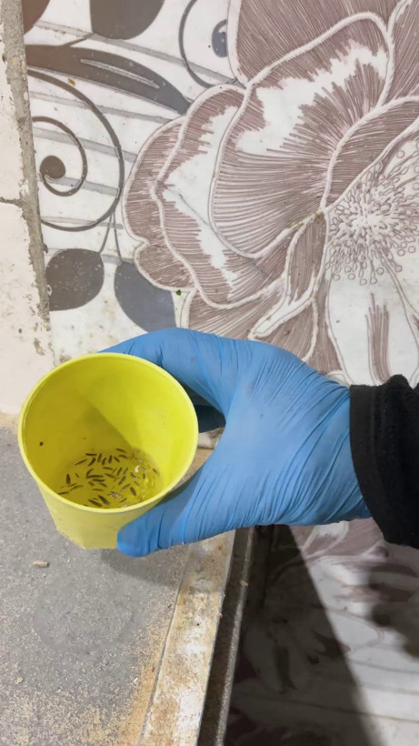 Fırın denetiminde mide bulandıran görüntüler: Zabıta böcek çeşitlerini saymakla bitiremedi - Resim: 6