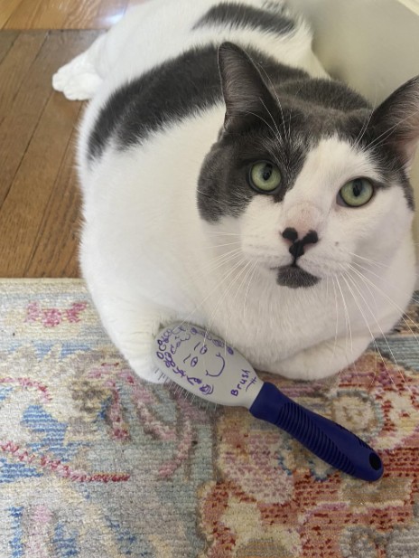 6 yaşındaki 18 kilogram ağırlığında olan Patches isimli kedi, sosyal medyada viral oldu - Resim: 6