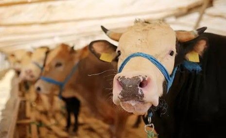 Kurban fiyatları cep yakacak! Geçen yıl 46 bin liraya satılan sana bu yıl 150 bin liraya satılıyor - Resim: 7
