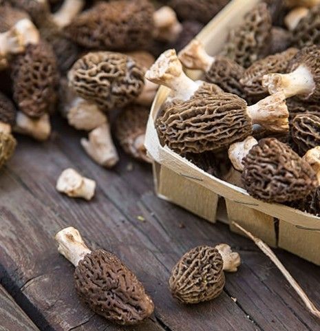 Burdur'da 3 arkadaş ormandan servet topladı! Kilosu 3.000 TL olduğunu duyunca göbek atmaya başladılar - Resim: 14