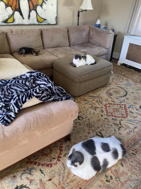 6 yaşındaki 18 kilogram ağırlığında olan Patches isimli kedi, sosyal medyada viral oldu - Resim: 4